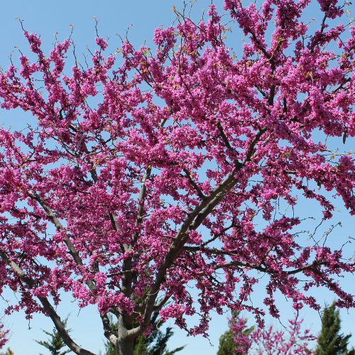 American Redbud Tree