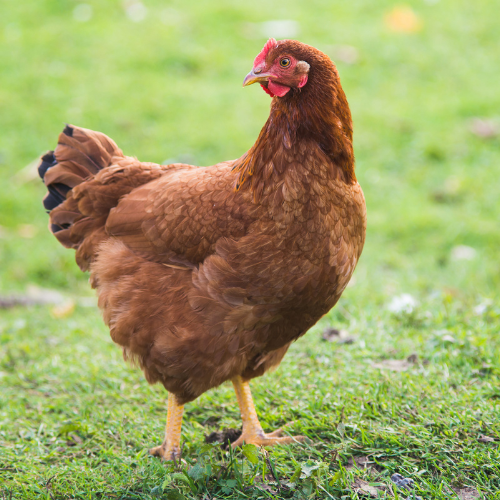 Rhode Island Red Chicks