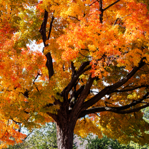 Sugar Maple Tree