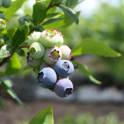 Sunshine Blue Blueberry Plant