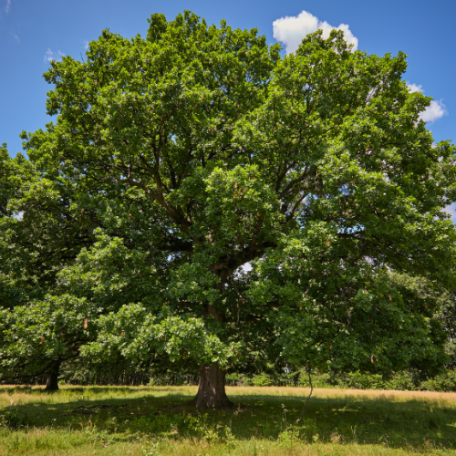 White Oak Tree